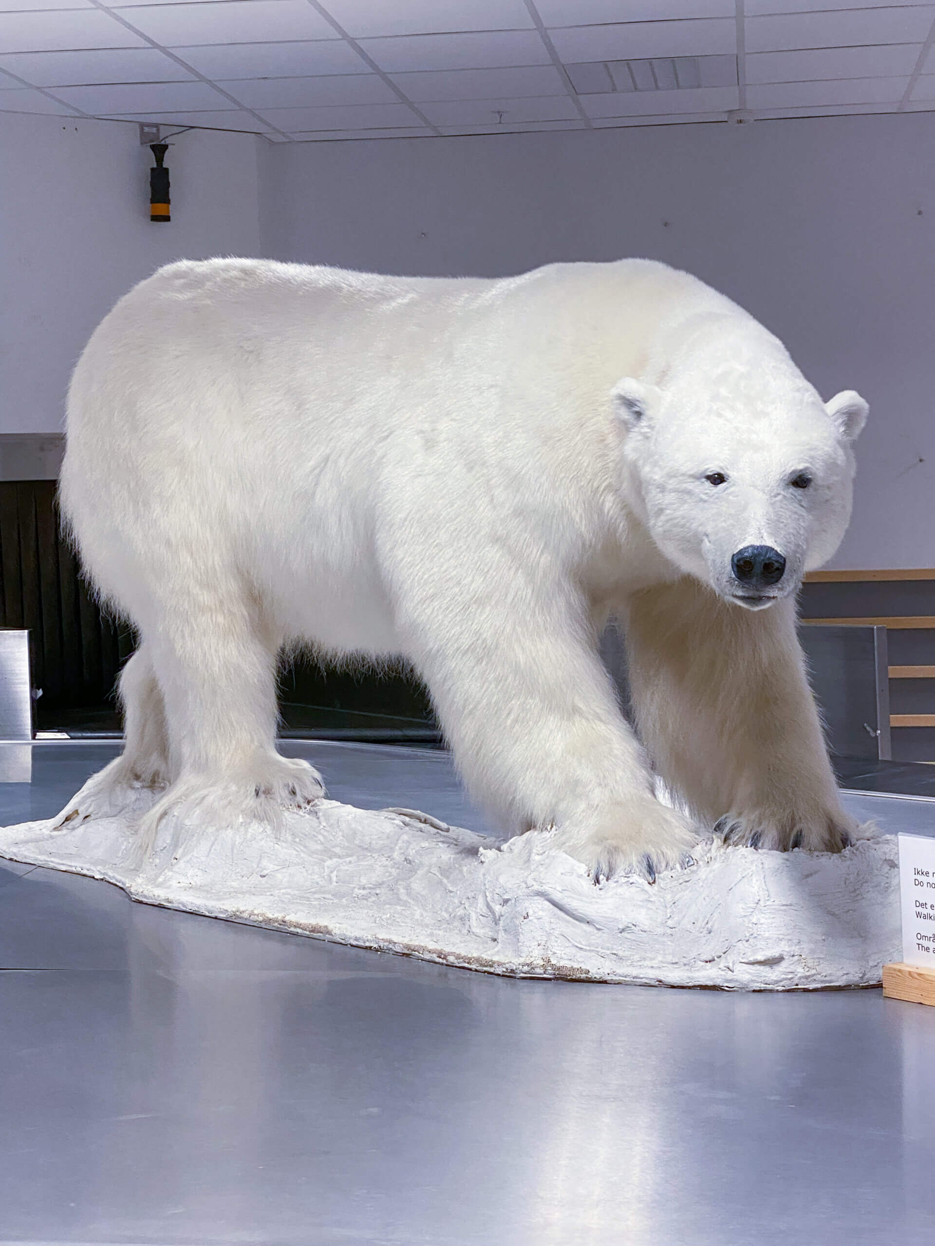 Longyearbyen airport polar bear
